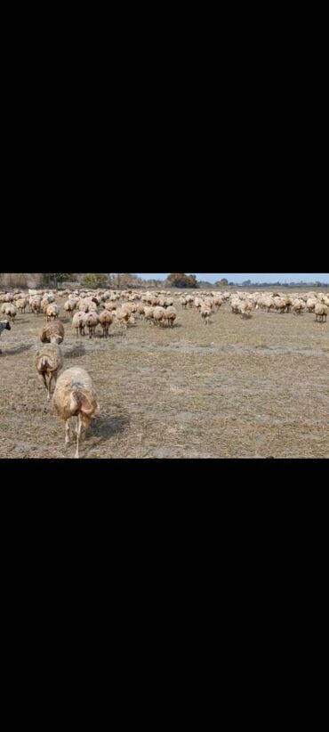 mal qara satisi: Dişi, il: 1, Damazlıq, Südlük, Ünvandan götürmə, Pulsuz çatdırılma, Ödənişli çatdırılma