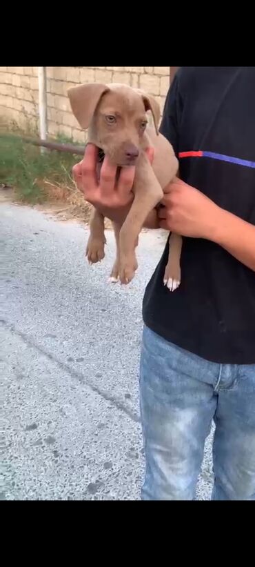pit bul: Pitbul, 1 ay, Dişi, Peyvəndli