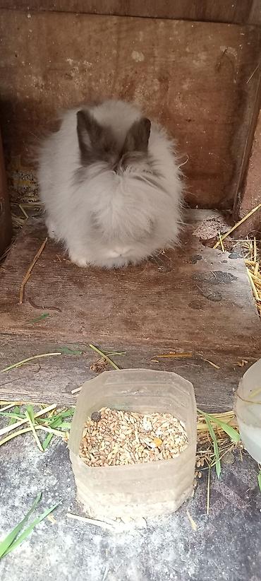 Dovşanlar: Temiz. qan. ankolka. balaları. satılır. 25 m — 7