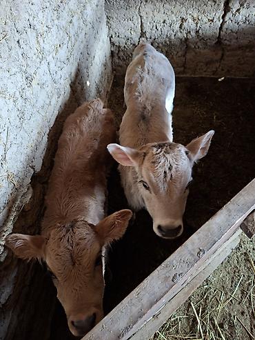 Коровы, быки: Продаю | Музоо, торпок | Искусственник — 11