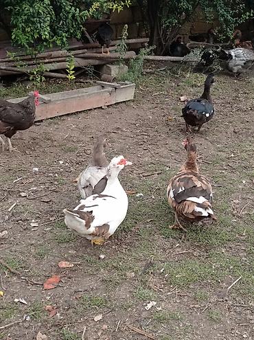 cucə inkubator satisi: Satılır: Misk ördəkləri (indo duck) 15 manatdan 30 manata kimi hamsini — 10