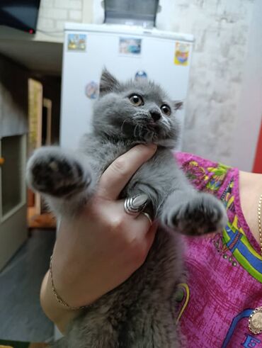 Продажа кошек: Британская короткошёрстная, 3 месяца, Девочка, Лиловый — 6