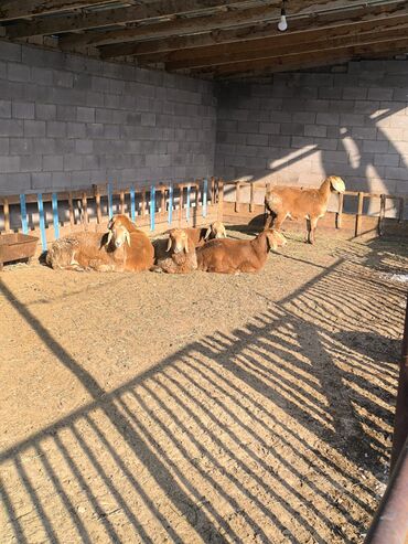 Бараны, овцы: Продаю | Овца (самка), Ягненок | Арашан | Для разведения | Ярка — 4