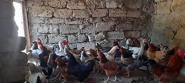 Toyuqlar: 5 ayliq xoruzlardi 20-25 ədəddi tək-təkdə satilir dərmanlari verilib — 1
