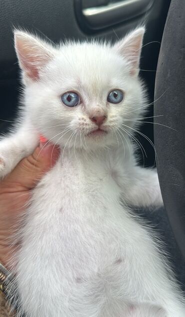 Pişiklər: Şotland, Dişi -da lalafo.az — 8 Pişiklər: Şotland, Dişi — 8