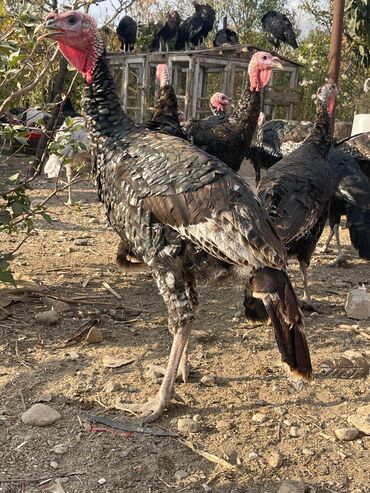 Inəklər, öküzlər: Erkək hind quşular satılır 5 ayl yarımlıqdı çəkiləri 4 kilo yarım 6