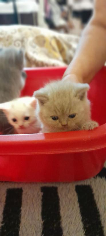 Кошки: Britaniya tipli balaca pişiklər - Cinsə bənzər xüsusiyyətlər: qısa və — 1