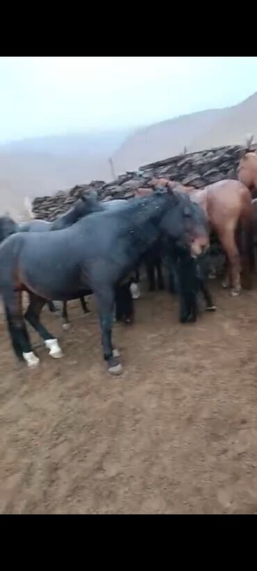 Лошади, кони: Продаю | Кобыла (самка) | Для разведения | Племенные — 6