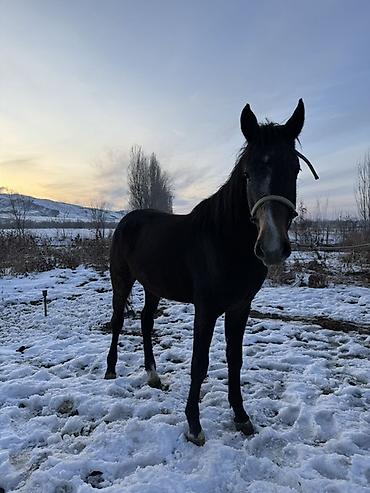 Лошади, кони: Продаю | Жеребец, Жеребенок | Рабочий — 8