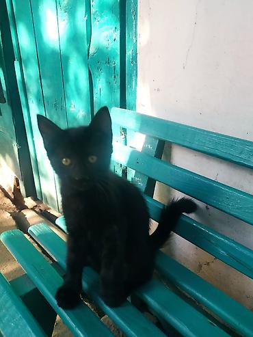 котёнок токмок: Кошка даром: Беспородная, 2 месяца, Мальчик — 2