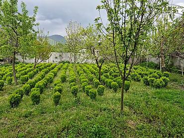agac satisi baki: Buxus (şimşir) dekorativ kolları – formal heykəllər və canlı hasarlar — 3