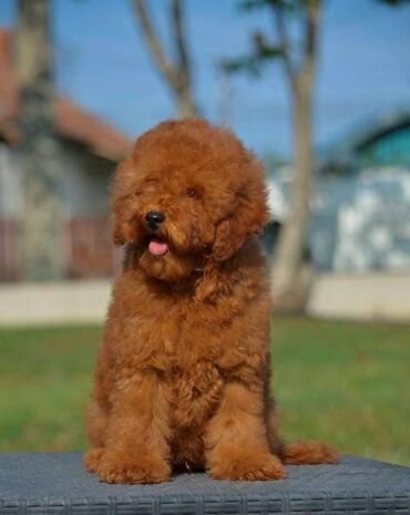 Psi: Patuljasta pudla, muški štenci Odgajivačnica "Team AS Trajkovic" u — 9