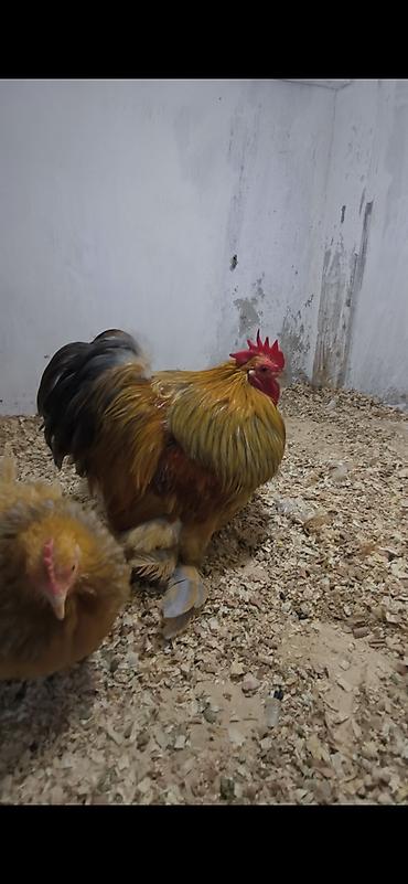 Toyuq, Damazlıq, Ünvandan götürmə