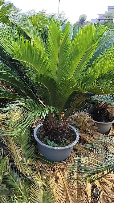 Пальмы: Сага цикасовая (Cycas revoluta) в кадках - Декоративные взрослые — 9