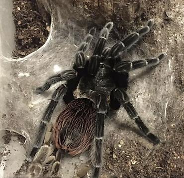 Nadir egzotik ev heyvanı – böyük ölçülü tarantula (teraryum üçün)