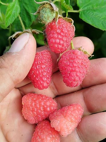 Малина: Малина Оптом — 5