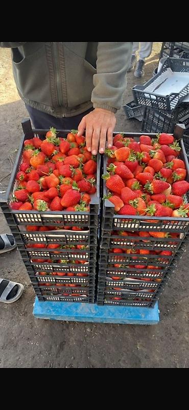 Ящики: Пластиковый Ящик — 5