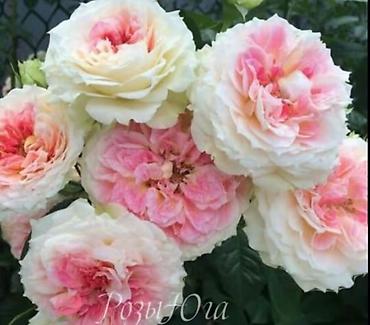 Роза: Саженцы Самовывоз at lalafo.kg — 2 Роза: Саженцы Самовывоз — 2