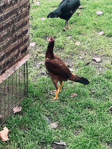 Toyuqlar: Toyuq, Damazlıq — 7