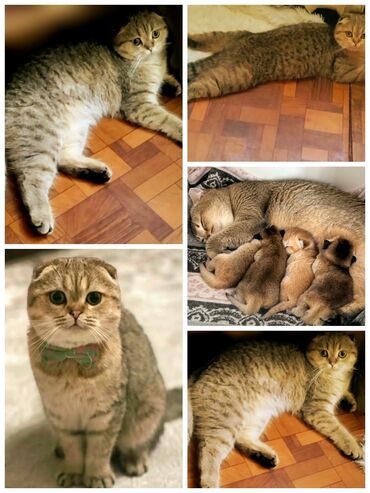 сиамский котенок: Скотиш Фолд (Шотландская вислоухая), 9 месяцев, Мальчик, Золотая шиншилла, Приучена к лотку, Проглистована, С прививками
