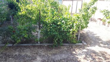 Həyət evləri və villaların satışı: Binəqədi qəs. 3 otaqlı, 100 kv. m, Orta təmir — 2