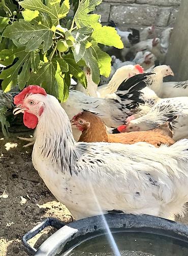 meşə toyuğu: 5 Ay Yarımlıq Xoruzlar. 30 Ədəd 5 Ay 10 Günlük Fərələr. Fərələr — 2