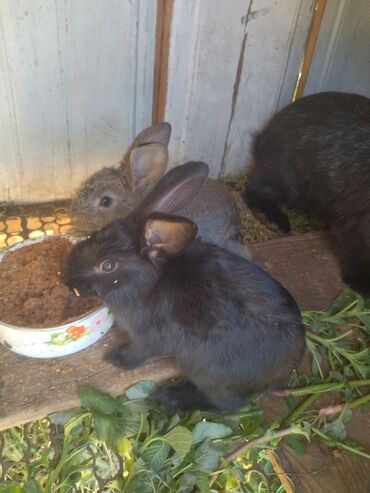 Другое: Кролики 1,5 месеца цена 250 см