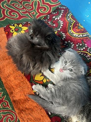 отдам даром котят бишкек: Шотландские котята, помёт из двух малышей: - Серый котёнок со — 3