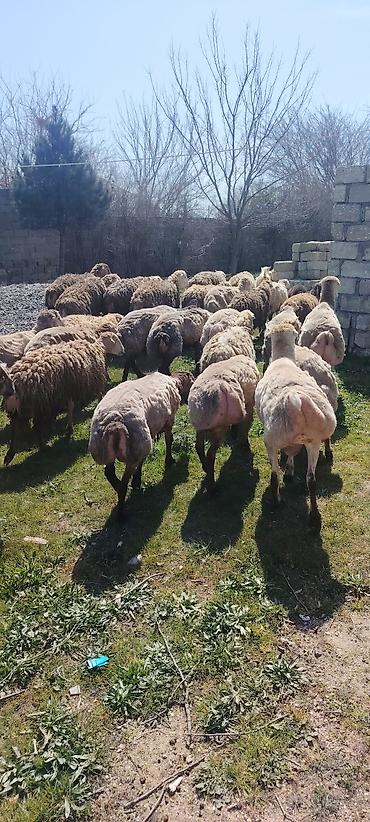 brama toyuqlari satisi: Qurbanliq ve toxumluq Qoclar ve quzular 40 kilodan 70 kiloya qeder her — 5