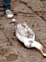 Ördəklər: Başlıq:Ev quşları Təsvir: Həyət quşları satılır: - Ördeyin xoruzu – — 4