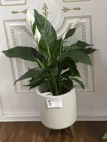Другие комнатные растения: Комнатные цветы at lalafo.kg — 21 Другие комнатные растения: Комнатные цветы — 21