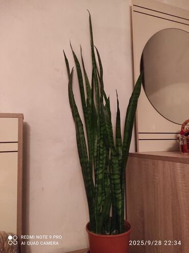 Digər bitkilər: Sansevieria (Qayın dili) otaq bitkisi - Uzun, dik yarpaqları və