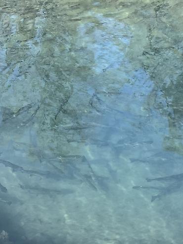 Форель: Молодь радужной форели для зарыбления водоёмов - Вид: радужная форель — 2