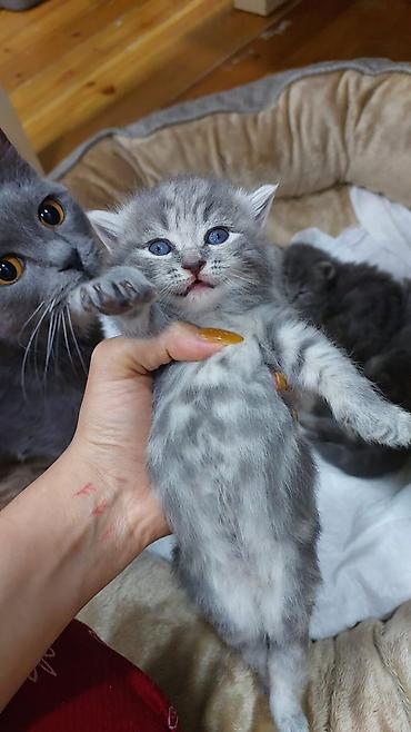 Pişiklər: Britan — 3