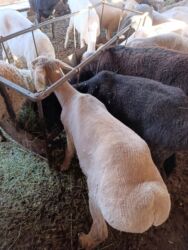продажа баранов в бишкеке: Сатам | Ургаачы кой (ургаачы), Козу, Кочкор (эркек) | Аргын, Меринос