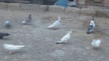 Göyərçinlər: Məhsul: Güvənçinlər (xüsusi uçuş və rəng çeşidləri) Təsvir: - — 13