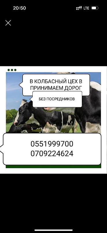 телочки: Туша, Самовывоз — 4