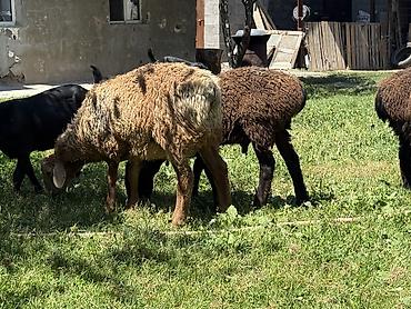 Баран, овца: Продаю | Баран (самец) at lalafo.kg — 3 Баран, овца: Продаю | Баран (самец) — 3