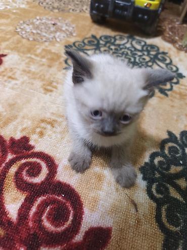 Котята домашние, короткошёрстные. - Окрас: один колор-пойнт (светлый at lalafo.kg Котята домашние, короткошёрстные. - Окрас: один колор-пойнт (светлый