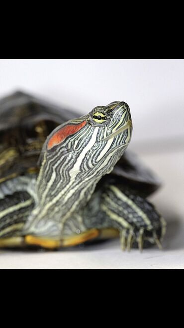Другие животные: Продается красноухая черепаха !