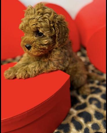 İtlər: Pudel, 1 ay, Ödənişli çatdırılma — 3