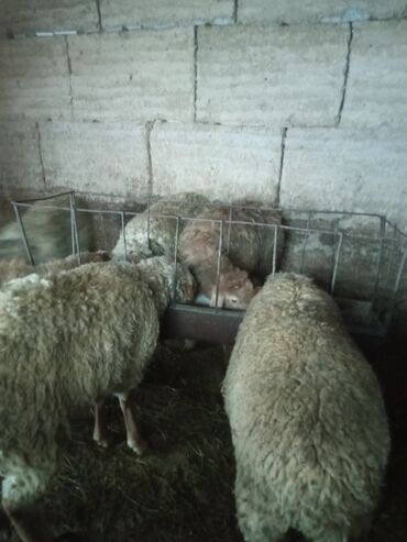 овца матки: Продаю | Баран (самец) | Полукровка | На забой | Кастрированные