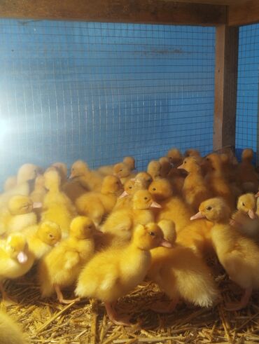 Cücələr: Ördək cücələri, Ətlik, Ünvandan götürmə, Rayonlara çatdırılma, Ödənişli çatdırılma -da lalafo.az — 7 Cücələr: Ördək cücələri, Ətlik, Ünvandan götürmə, Rayonlara çatdırılma, Ödənişli çatdırılma — 7