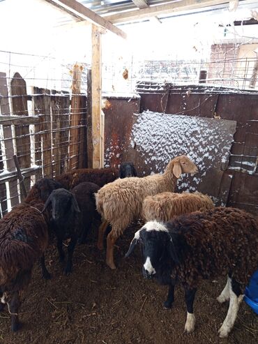 домик для животных: Сатам | Кочкор (эркек) | Арашан | Көбөйтүү үчүн | Жасалма жол менен боозутуу