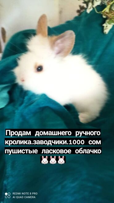 кролики декоративные: Пушистые домашнее белое чудо.в наличии всегда крольчата разных