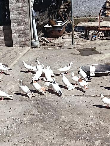 at satisi azerbaycan: Qiymət 17 manatdan deyilir kom satılır hansı bala yumurta üstündədir — 5