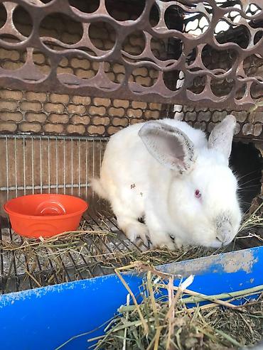 Кролики: Продаю | Кролик самец | Белый великан | Для разведения | Племенные — 6