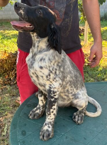 Psi: Na prodaju stenci engleskog setera. Stenci su iz vrhunskog legla na lalafo.rs — 11 Psi: Na prodaju stenci engleskog setera. Stenci su iz vrhunskog legla — 11