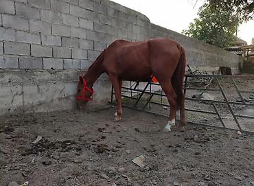 продажа клевер: Продаю | Кобыла (самка) | Рабочий | Мерин — 3