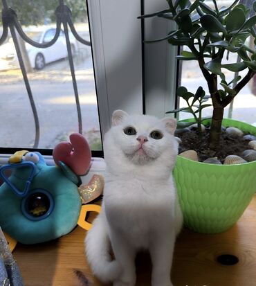 купить тайского котенка: Шотладская вислоухая, Самка